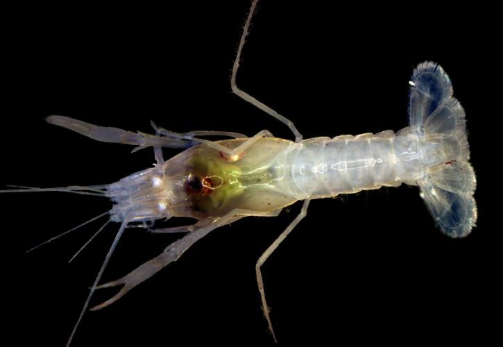 Pallid Cave Crayfish